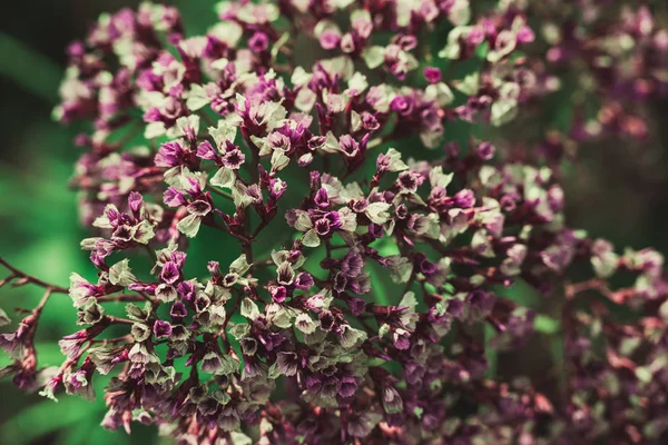 Spring flowers in Israel. Close up shot. — Stock Photo, Image