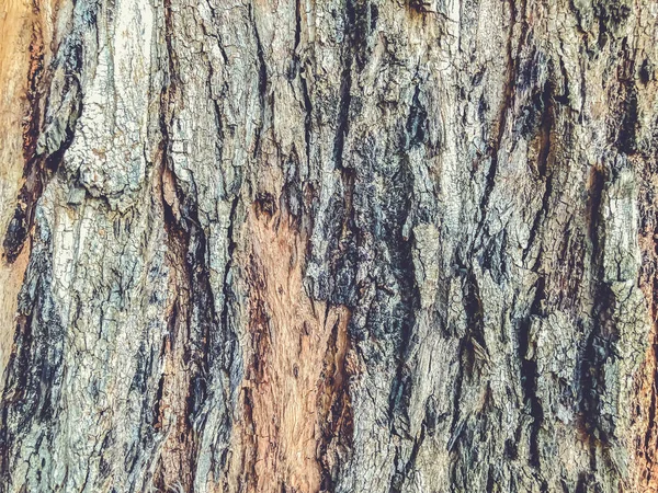 Hermoso árbol viejo en el parque. Textura fondo vista de cerca —  Fotos de Stock