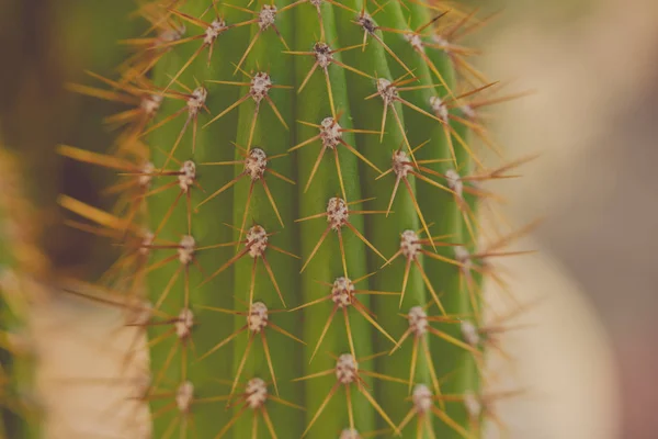 Cacti在大自然中，以色列。宏观射门. — 图库照片