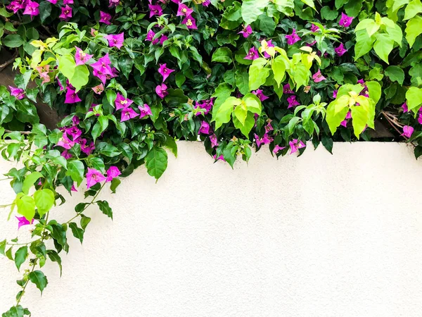 Parede de pedra com flores no parque . — Fotografia de Stock