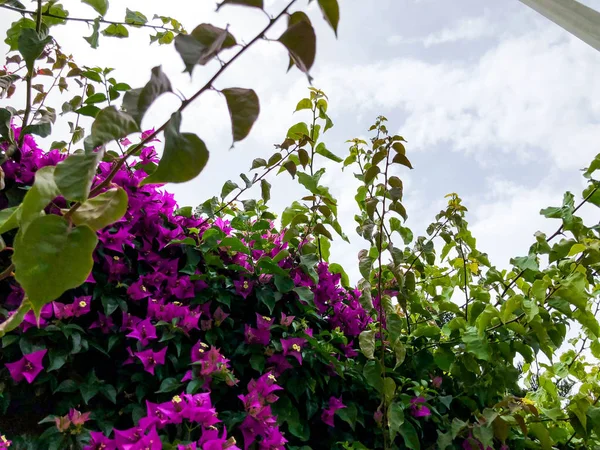 Gyönyörű lila virágokkal, a háttérben fény ég a bokrok — Stock Fotó