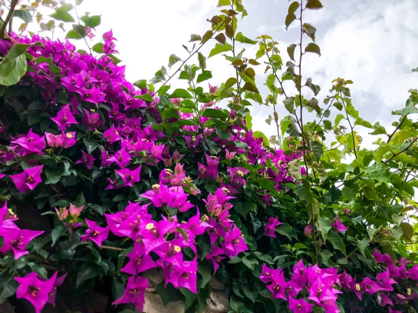 Arbustos de belas flores violetas em um contexto de um céu leve — Fotografia de Stock