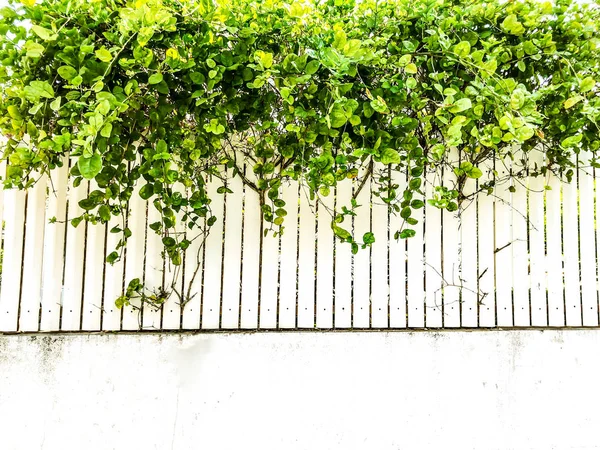 Über weißen Holzzaun schöne grüne Blätter. Nahaufnahme — Stockfoto