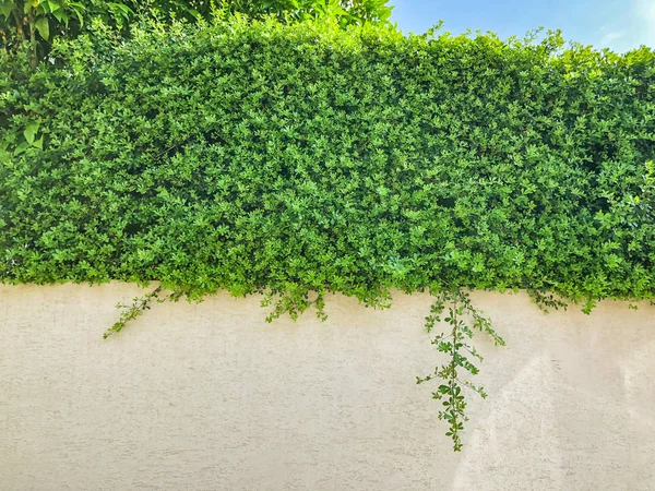 Über weißen Steinzaun schöne grüne Blätter. Nahaufnahme — Stockfoto