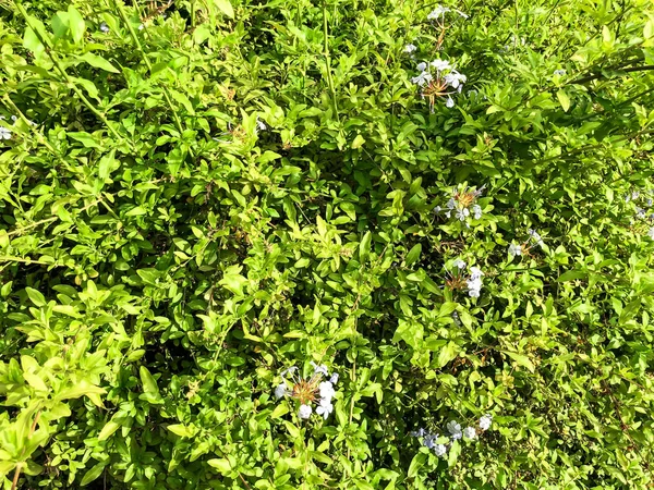 Fiori primaverili e foglie verdi in Israele. Colpo da vicino . — Foto Stock