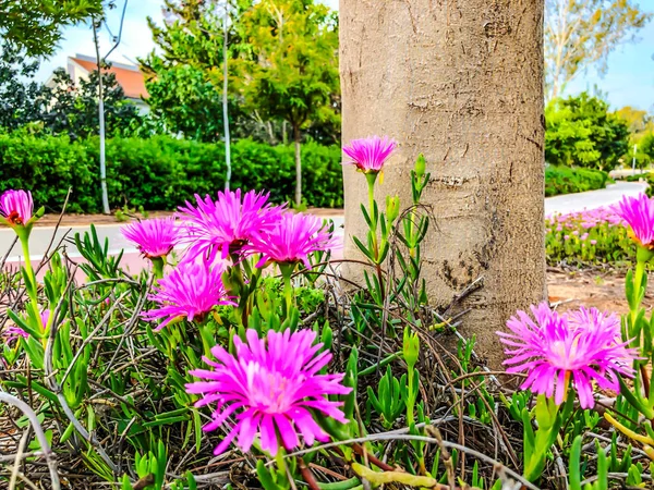 Vårblommor i Israel. Nära upp skott. — Stockfoto