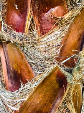 Tropikal palmiye ağacı kapatın. Soyut palm doku doğa arka planı için