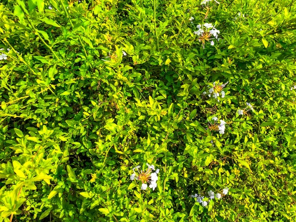 Jarní květiny a zelené listy v Izraeli. Detailní záběr záběr. — Stock fotografie