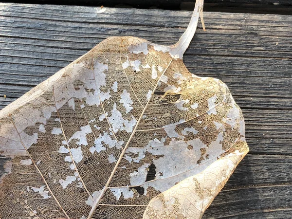 Una hoja seca sobre un fondo de madera. Primer plano. — Foto de Stock