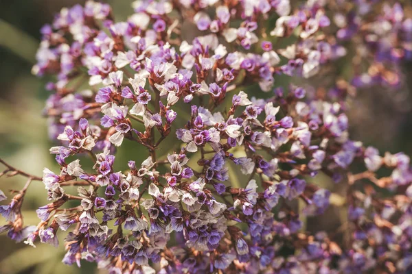 Spring flowers in Israel. Close up shot. — Stock Photo, Image