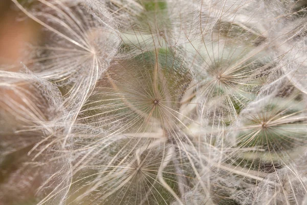 Farbige Löwenzahne im Frühling in der Natur, israel macro shot — Stockfoto