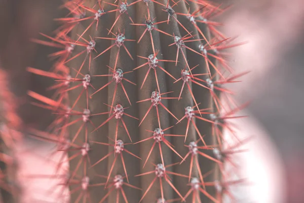 Kolorowe kaktusy wiosną w przyrodzie, Izrael. Zdjęcia makro. — Zdjęcie stockowe