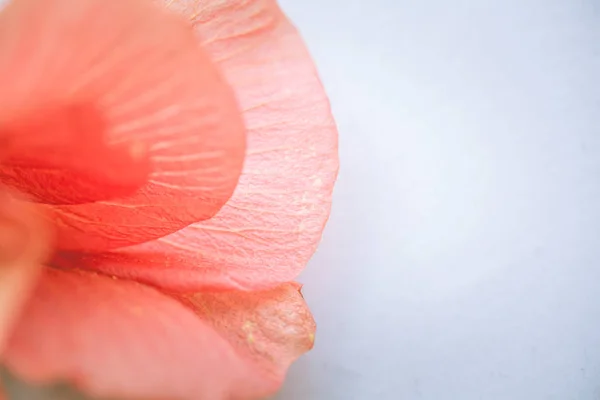 Spring flowers in Israel. Close up shot. — Stock Photo, Image