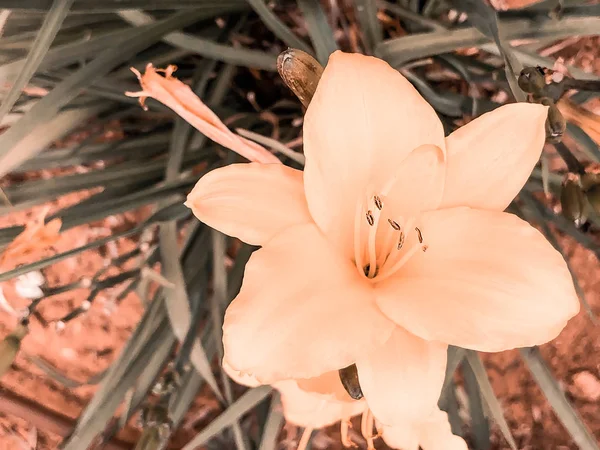 Schöne Frühlingsblume auf dem Boden. Nahaufnahme. — Stockfoto