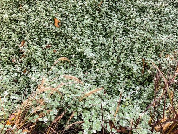 Feuilles vert printemps en Israël. Gros plan . — Photo