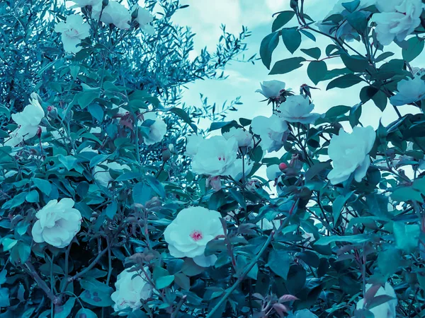 Lente bloemen in Israël. Close-up shot. — Stockfoto