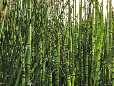 Arka plan bahar doğa, parkta İsrail üzerinde bambu. Makro çekim.