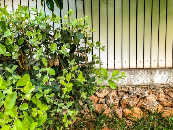 Near the white wooden fence beautiful green leaves. Close up shot — Stock Photo, Image