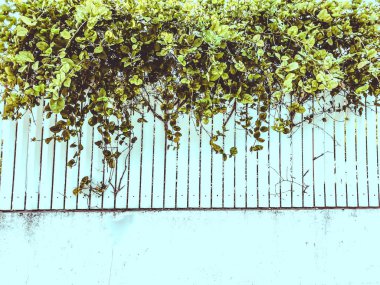 Beyaz tahta üzerinde çit güzel yeşil yaprakları. Atış kapatın