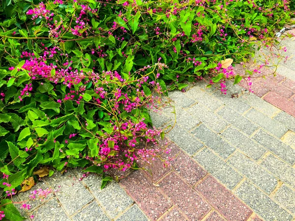 Jarní květiny v Izraeli. Detailní záběr záběr — Stock fotografie