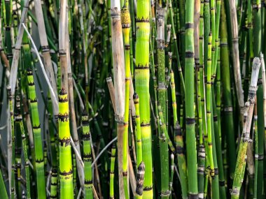 Arka plan bahar doğa, parkta İsrail üzerinde bambu. Makro çekim.