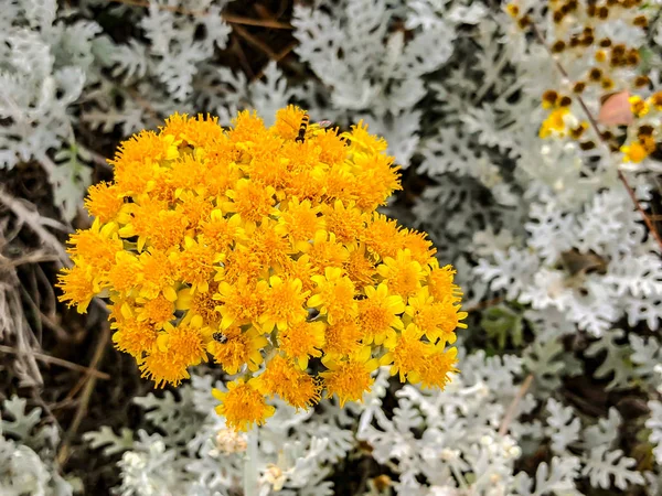 Flores de primavera em Israel. Fechar tiro . — Fotografia de Stock