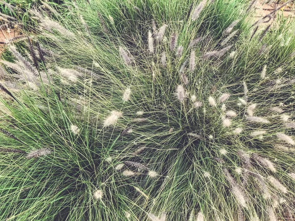Frühlingsgrünes Gras in der Wüste. Nahaufnahme. — Stockfoto