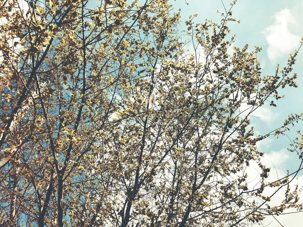 Clima primaveral, cielo soleado, árboles con flores en el pueblo . — Foto de Stock