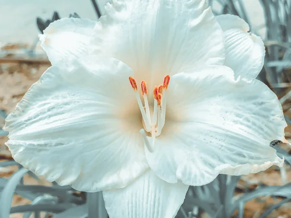 Schöne Frühlingsblume auf dem Boden. Nahaufnahme. — Stockfoto