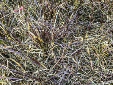 Kurutulmuş Derma grass, arka plan, makro fotoğraf