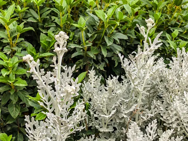白い色の装飾的な植物。クローズ アップ ショット — ストック写真