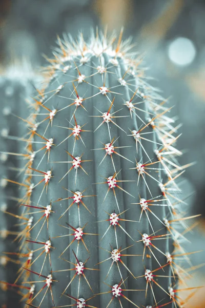 Színes kaktuszok tavaszi jellegű, Izrael. Makro lövés. — Stock Fotó