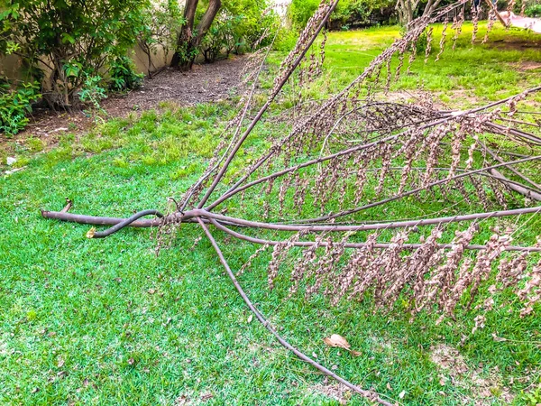 Rama rota de un árbol muerto en la hierba del parque . —  Fotos de Stock