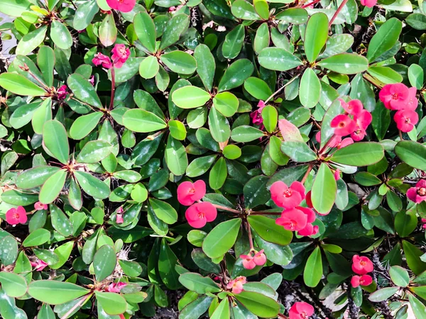 Flores de primavera em Israel. Fechar tiro . — Fotografia de Stock