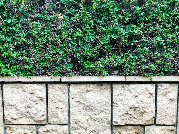 Por encima de la valla de piedra hay hermosas hojas verdes. Primer plano. . — Foto de Stock