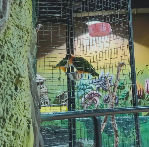 다채 로운 색깔의 아름다운 앵무새 두 마리를 클로즈업 한 자세로 앉아서 — 스톡 사진