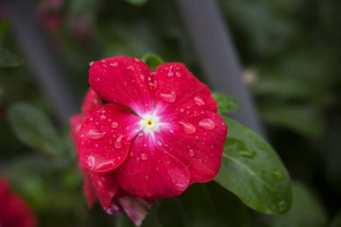 Çiçek yapraklarına düşen suyun yakın plan görüntüsü