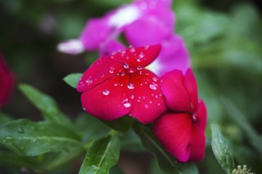 Çiçek yapraklarına düşen suyun yakın plan görüntüsü