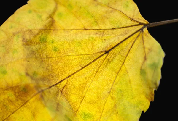 Prachtig helder kleurrijk herfstblad in het park. — Stockfoto