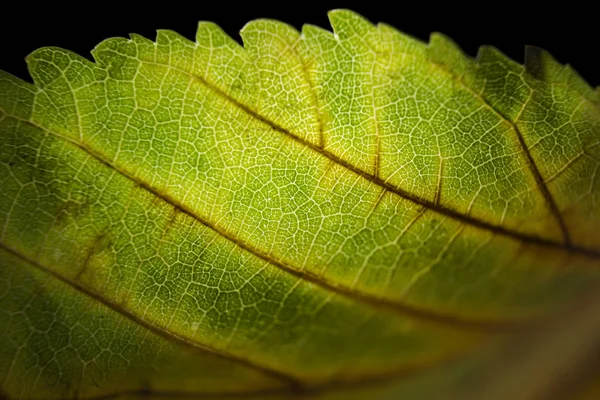 Krásný pestrobarevný podzimní list v parku. — Stock fotografie