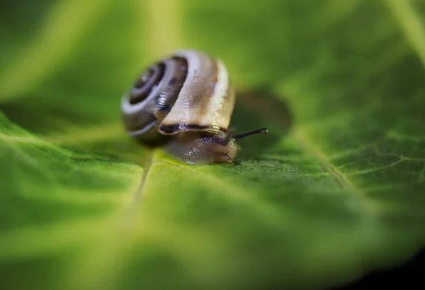 Malý šnek na zeleném listu, zblízka střílet — Stock fotografie