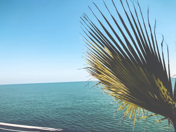 Rama de palmera contra la vista sobre el hermoso mar. Día soleado de verano, cielo azul, fondo de agua —  Fotos de Stock