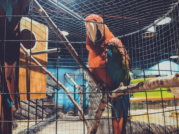 Grande papagaio vermelho com verde, azul e amarelo cor nele asas. Grande papagaio-da-arara empoleirado em uma árvore de vários ramos — Fotografia de Stock