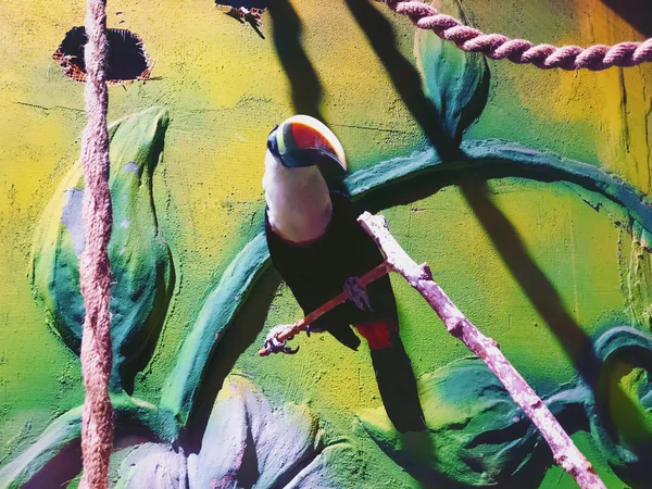 Toucan sitting in on a tree branch in the aviary, colorful tropical birds from America — Stock Photo, Image