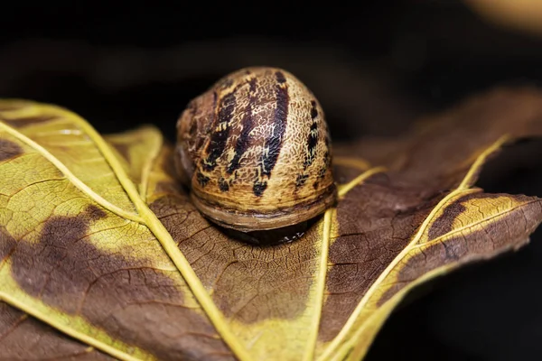 Caracol grande en una hoja seca, tiro de cerca —  Fotos de Stock