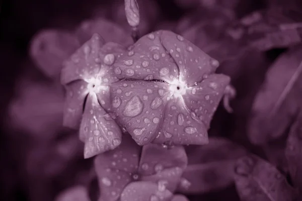 Una vista de cerca de las gotas de agua en pétalos de flores —  Fotos de Stock