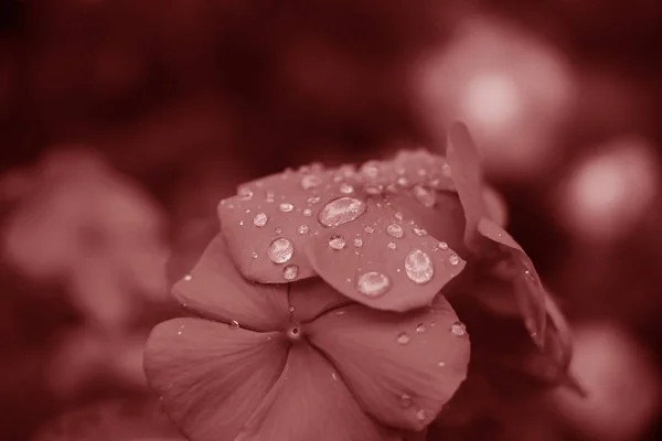 A close-up view of water drops on flower petals — Stock Photo, Image