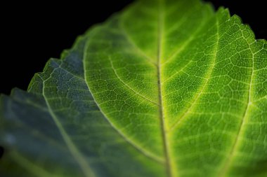 Parkta parlak, parlak bir sonbahar yaprağı.