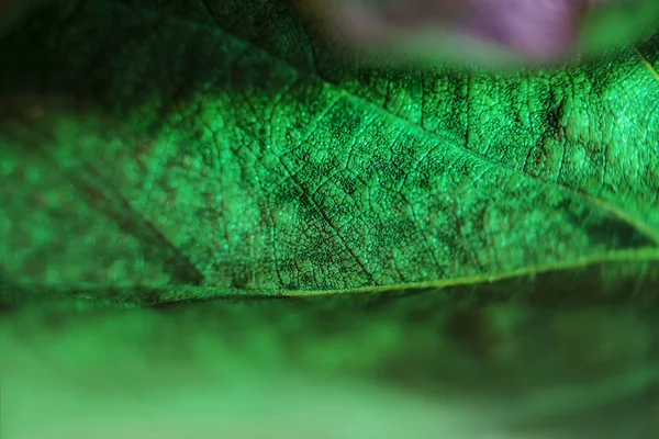 Hermosa hoja de otoño brillante y colorido en el parque . — Foto de Stock