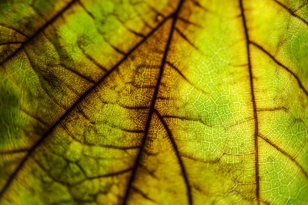 Hermosa hoja de otoño brillante y colorido en el parque . — Foto de Stock